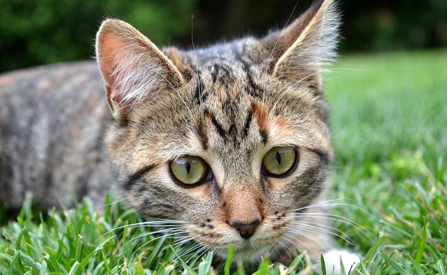 Répulsif pour chat : quels sont les moyens naturels d'éloigner les chats ? 