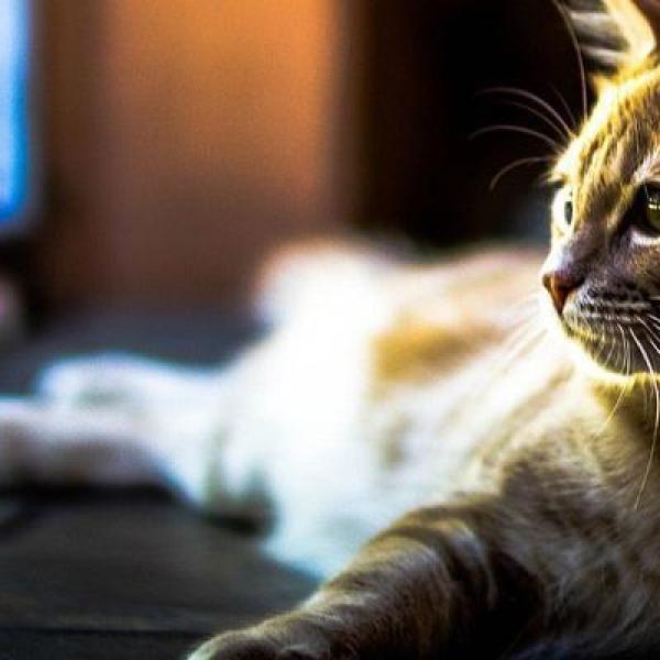5 cat breeds perfect for living in an apartment