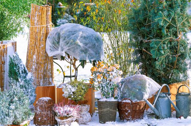 Comment protéger les plantes du froid soudain ? 5 bons gestes et astuces pour parer au gel !