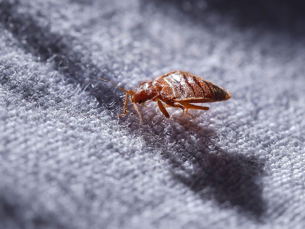 How to get rid of bed bugs? recommendations from the experts 