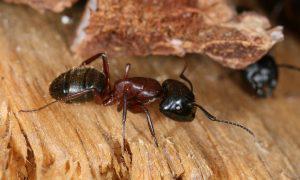 Quelles sont les méthodes pour une extermination des insectes à long terme?