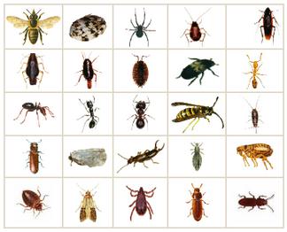 Quelles sont les méthodes pour une extermination des insectes à long terme? 