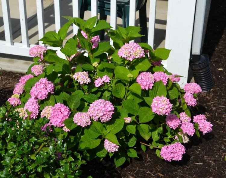When and how to prune the hydrangea to prevent it from becoming woody and congested?