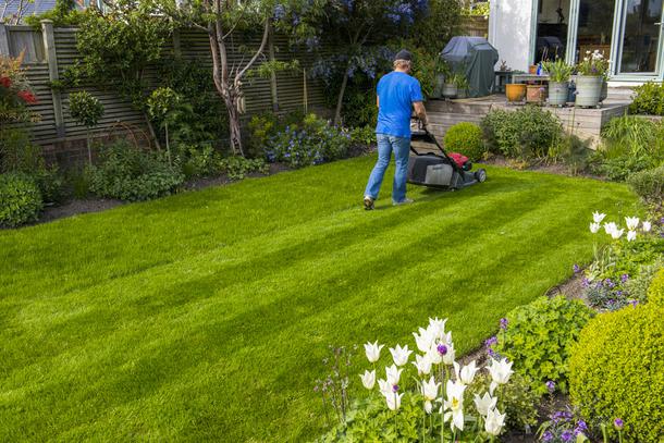 Lawn: how to choose it, mow it and maintain it