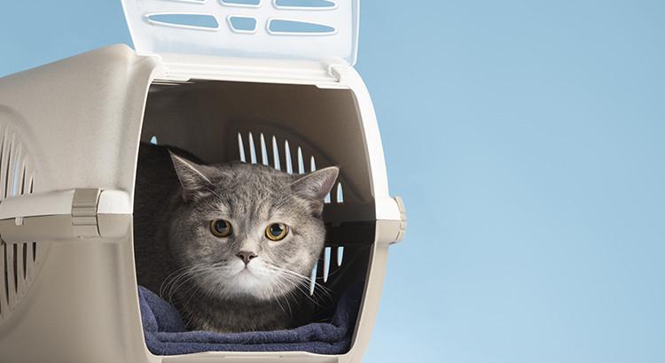 Accessoires Chat : les meilleurs produits pour votre animal de compagnie