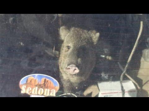 How a 'hungry hungry javelina' destroyed a car in its quest for Cheetos in Arizona
