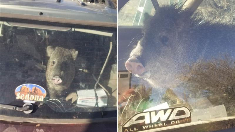 How a 'hungry hungry javelina' destroyed a car in its quest for Cheetos in Arizona 