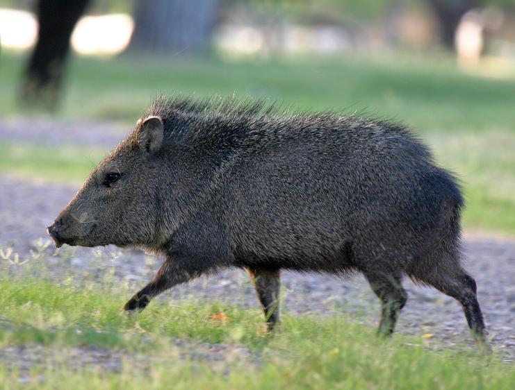 Wild Javelina Locks Itself in Car in Pursuit of Cheetos