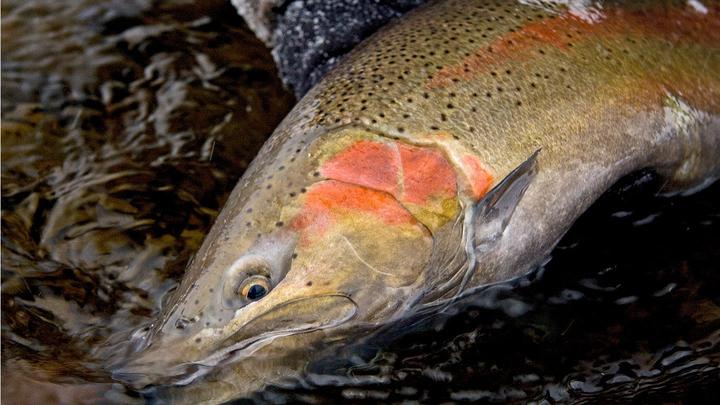 Wild steelhead are caught less and have higher survival rates once released, research shows.
