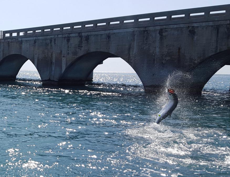 Finding and Catching Trophy Tarpon in the Florida Keys 