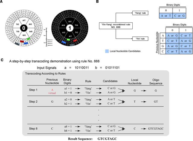 Vers l'archivage de données pratiques et robuste basé sur l'ADN à l'aide du système de codec yin - yang