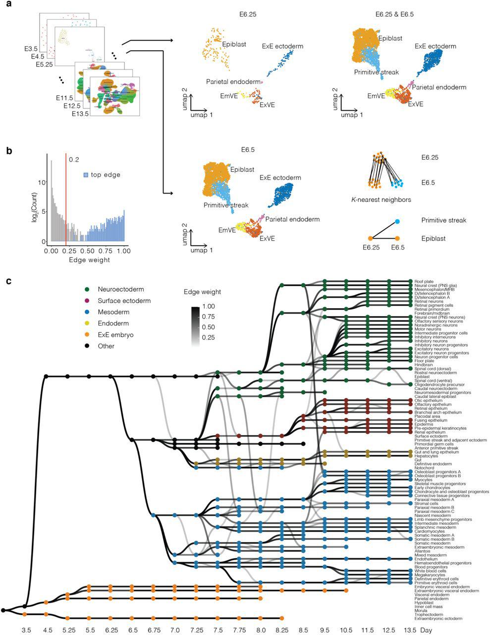 Reconstruction systématique des trajectoires cellulaires à travers l'embryogenèse de la souris