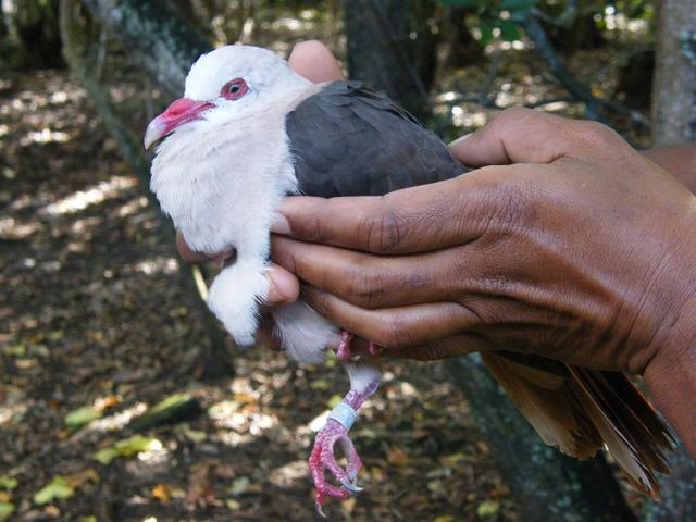 Genomic Analysis Reveals Pink Pigeon Is at Risk of Extinction Genomic Analysis Reveals Pink Pigeon Is at Risk of Extinction