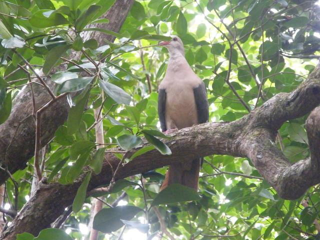 Genomic Analysis Reveals Pink Pigeon Is at Risk of Extinction Genomic Analysis Reveals Pink Pigeon Is at Risk of Extinction 