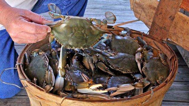 Stellar student More Research Stories How do microplastics affect Delaware's blue crabs? A novel approach to teaching Algebra Living with osteoarthritis Contact Us