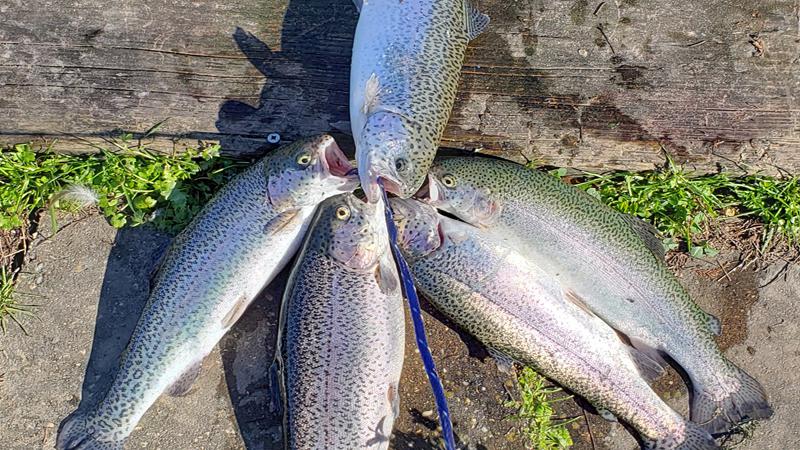 LDWF Stocks Rainbow Trout at Community Fishing Ponds Across Louisiana 