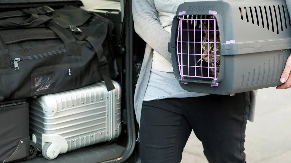 Vacaciones con perros y gatos: consejos para viajar con tu mascota