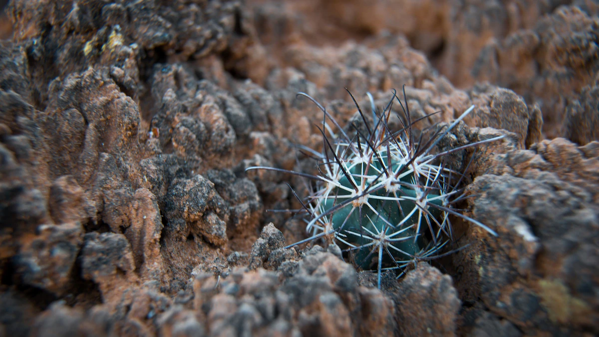 The desert’s ‘skin’ is disappearing—tiny lab-grown plants could save it