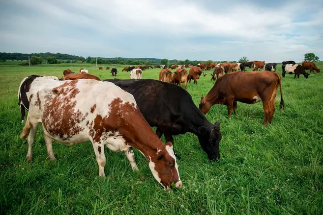 New tool shows Wisconsin farmers financial benefits of letting cows graze