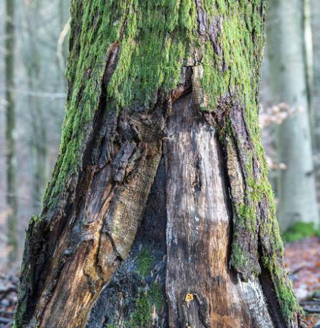 The importance of old trees and dead wood IN the forest