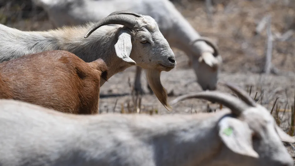 United States: a shepherdess puts goats in fashion to fight fires