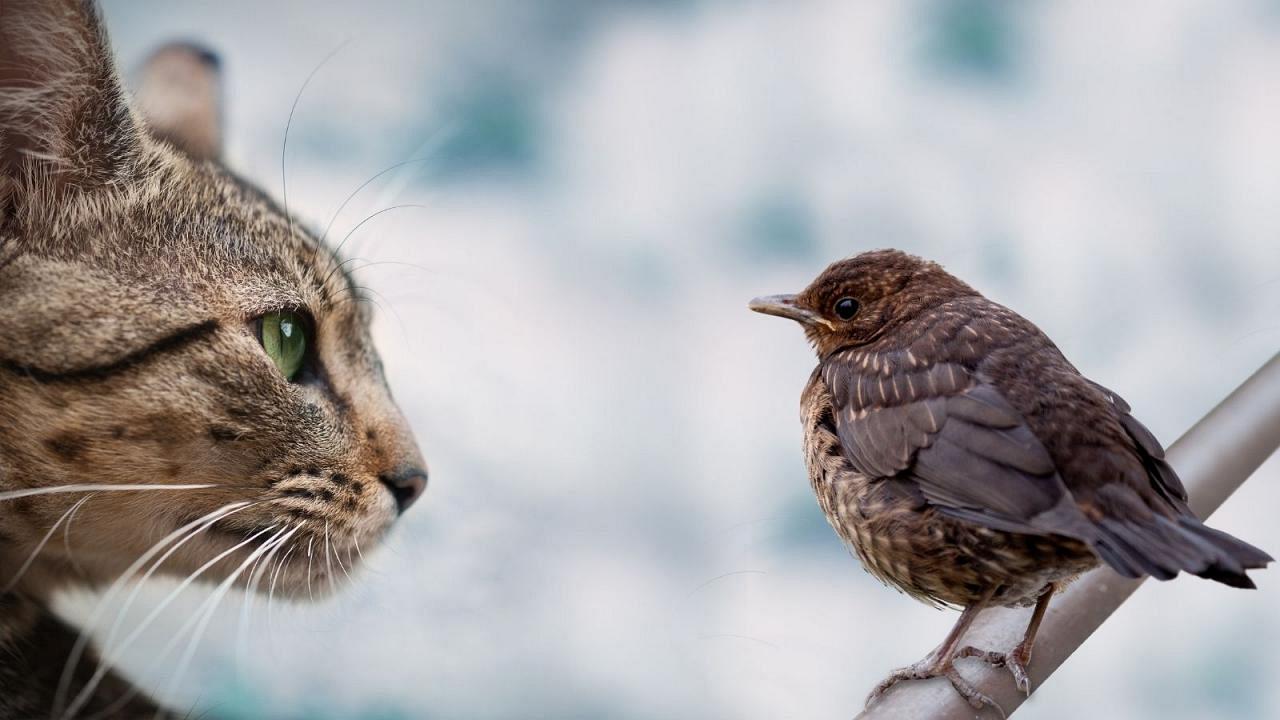 Allemagne : pourquoi les chats doivent-ils être confinés pendant 3 mois?