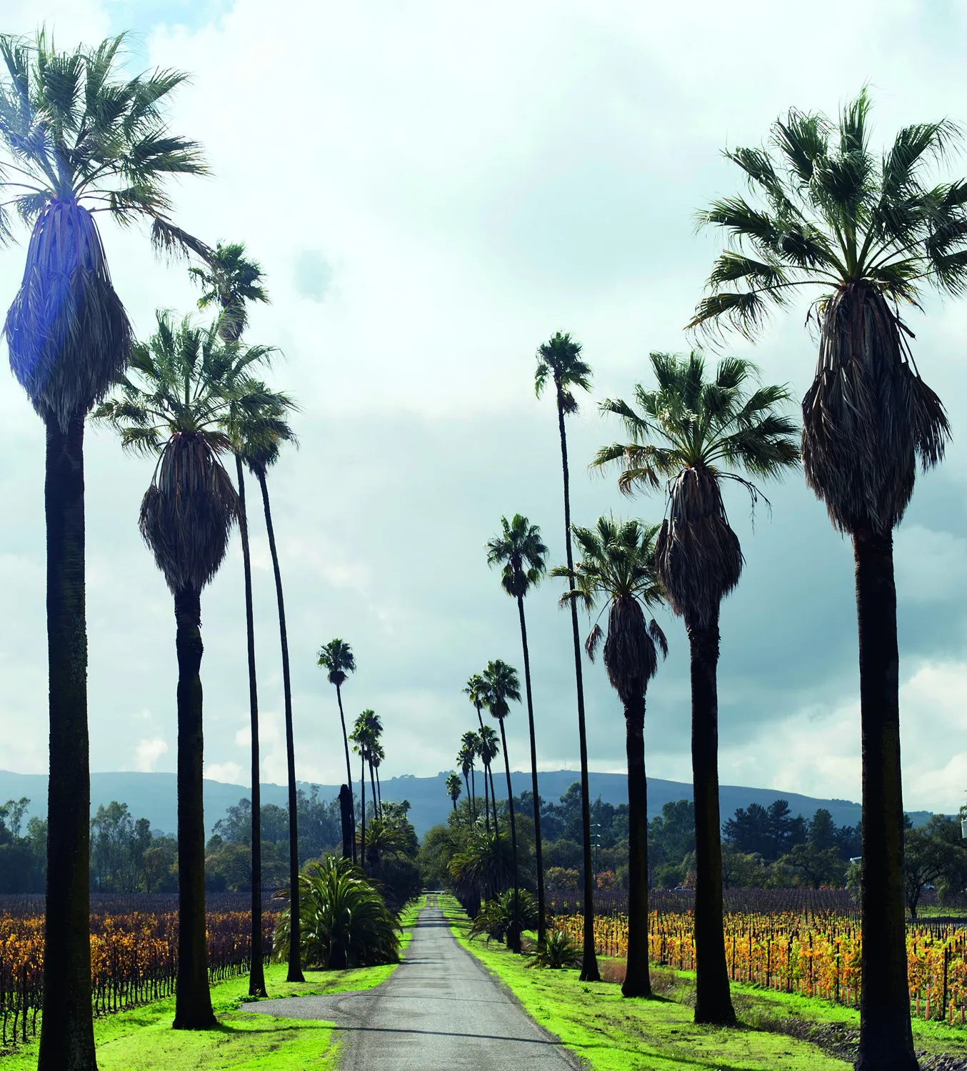 Ces hipsters "grand cru" qui renouvellent le vin californien