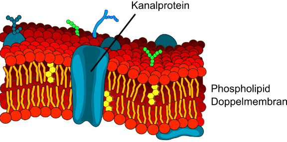 What is the role of lipid bicouche?