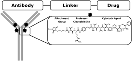 Understanding ADC Metabolism and its Implications