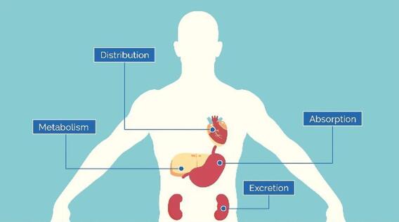 In Vivo ADME Testing: The Key to Effective Drug Development