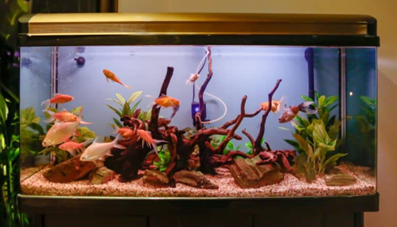 How Long Should Aquarium Lights Be On Daily?