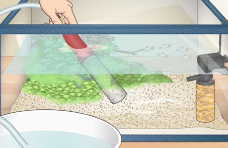 How to Clean Aquarium Filter Without Harming Beneficial Bacteria