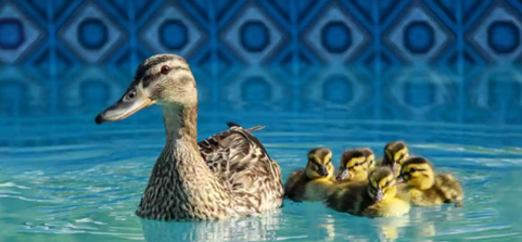 How to Keep Ducks Away from Swimming Pool: Effective Tips