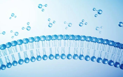 How Does Permeability Affect Oral Absorption of Drugs?