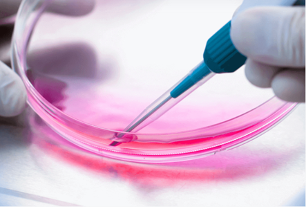 How Is DMPK Evaluated in Antibody-Drug Conjugates?