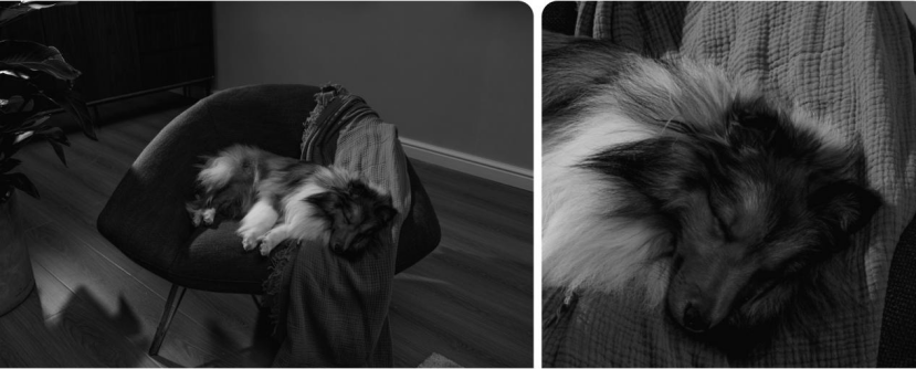 How Do PTZ Cameras Perform in Low-Light Environments? 