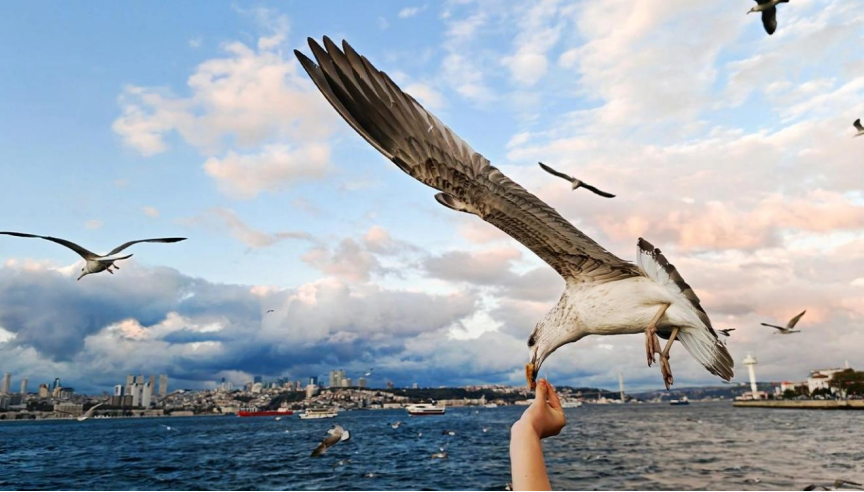 How Do Smartphone Cameras Really Compare Today? 