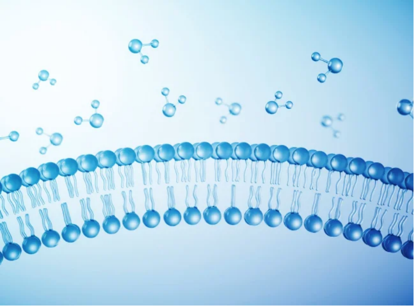 What Does In Vitro ADME Reveal About Drug Behavior?