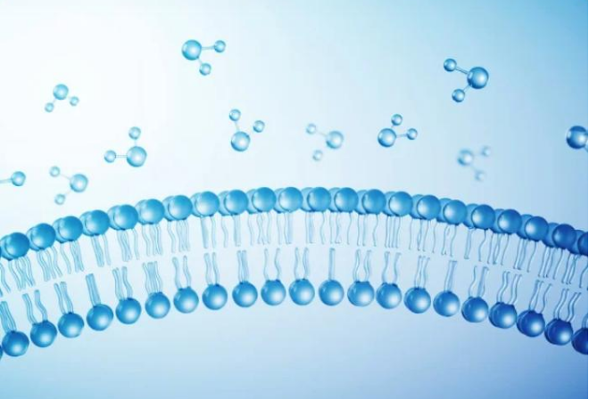 CYP Inhibition Assays: Methods and Key Considerations